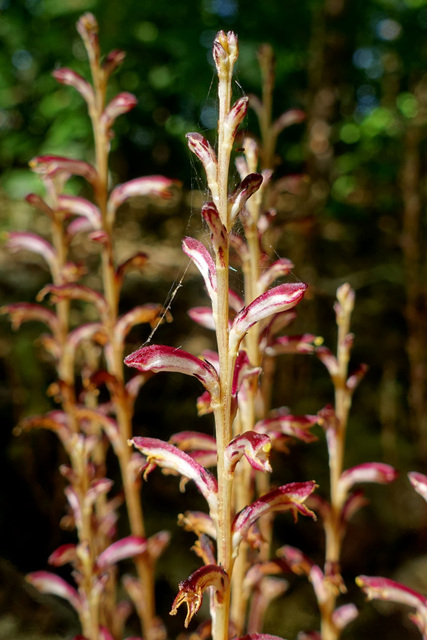 Epifagus virginiana