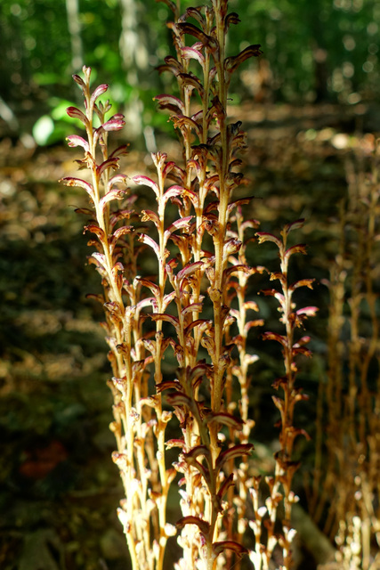 Epifagus virginiana