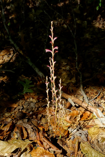 Epifagus virginiana - plant