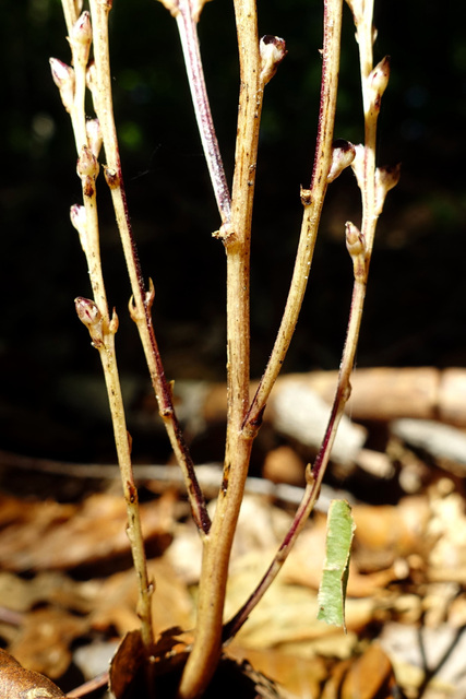 Epifagus virginiana - stem