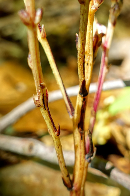 Epifagus virginiana - stem