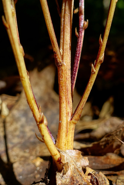 Epifagus virginiana - stem