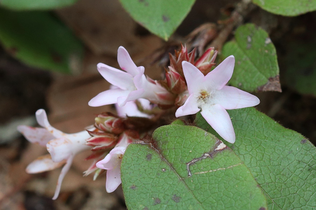 Epigaea repens