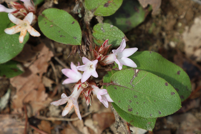 Epigaea repens