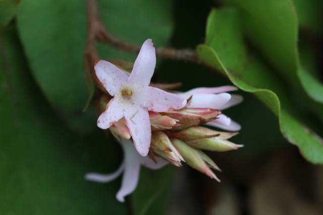 Epigaea repens