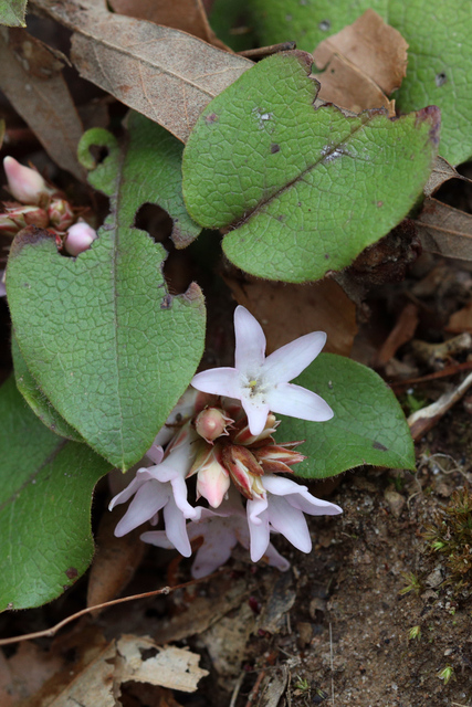 Epigaea repens