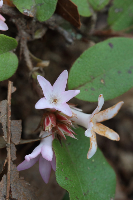 Epigaea repens