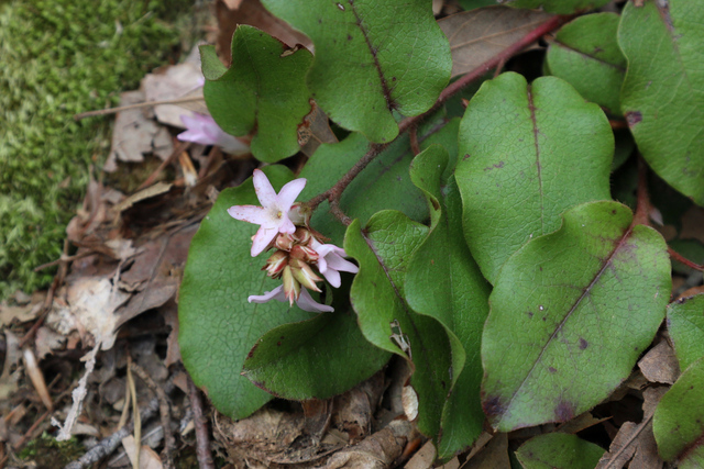 Epigaea repens