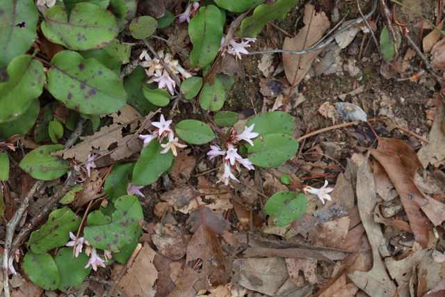 Epigaea repens