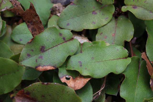 Epigaea repens - leaves