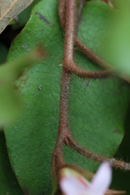 Epigaea repens - stem