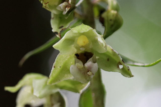 Epipactis helleborine