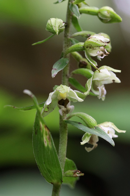 Epipactis helleborine