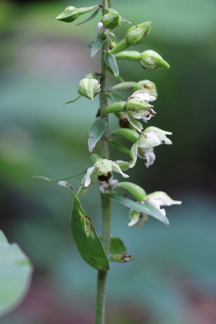 Epipactis helleborine