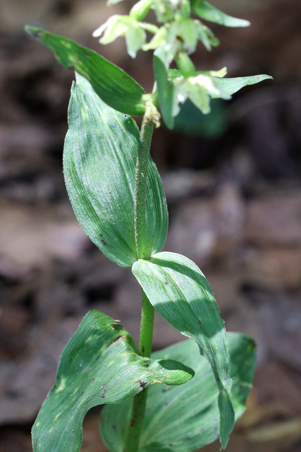 Epipactis helleborine - leaves