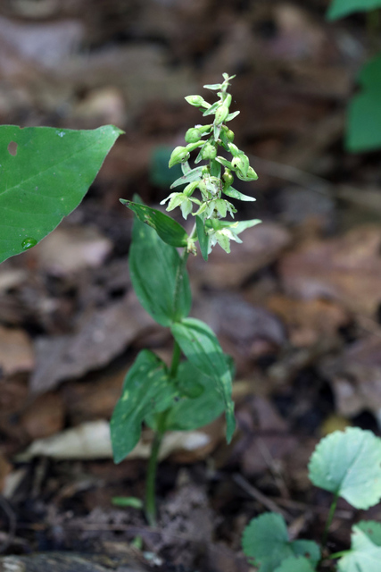 Epipactis helleborine - plant