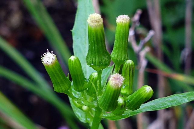 Erechtites hieraciifolius