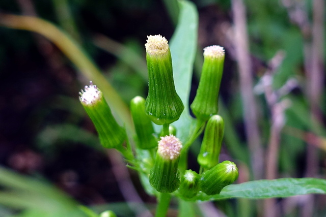 Erechtites hieraciifolius