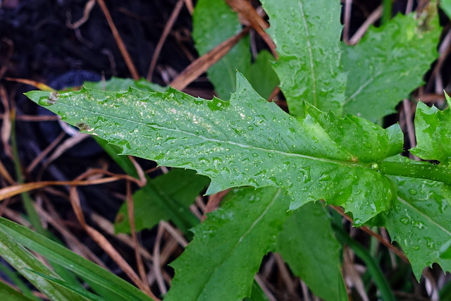 Erechtites hieraciifolius - leaves