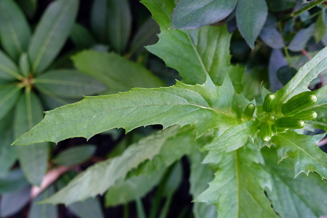 Erechtites hieraciifolius - leaves