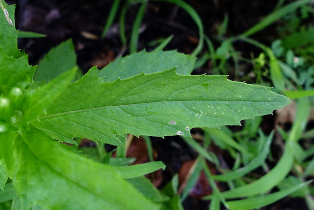 Erechtites hieraciifolius - leaves