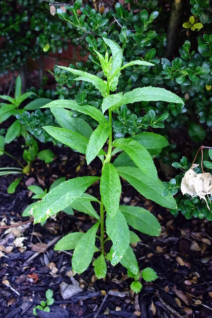 Erechtites hieraciifolius - plant