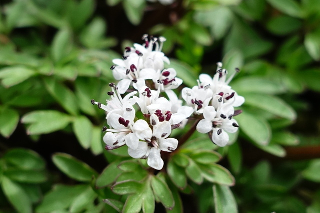 Erigenia bulbosa