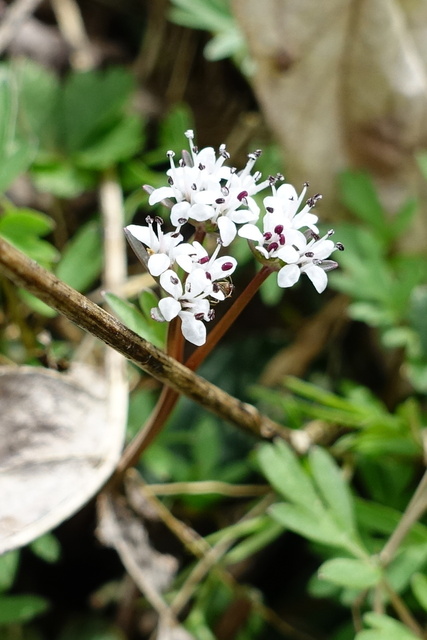 Erigenia bulbosa