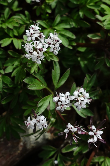 Erigenia bulbosa