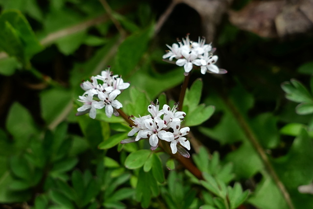 Erigenia bulbosa