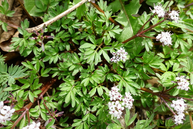 Erigenia bulbosa - leaves