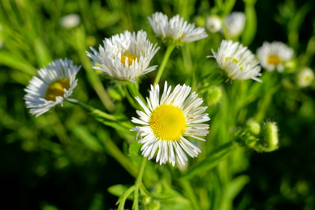 Erigeron annuus