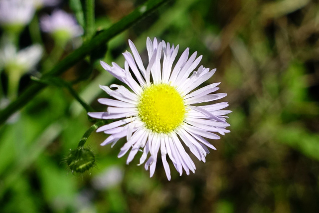 Erigeron annuus