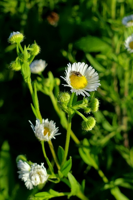 Erigeron annuus