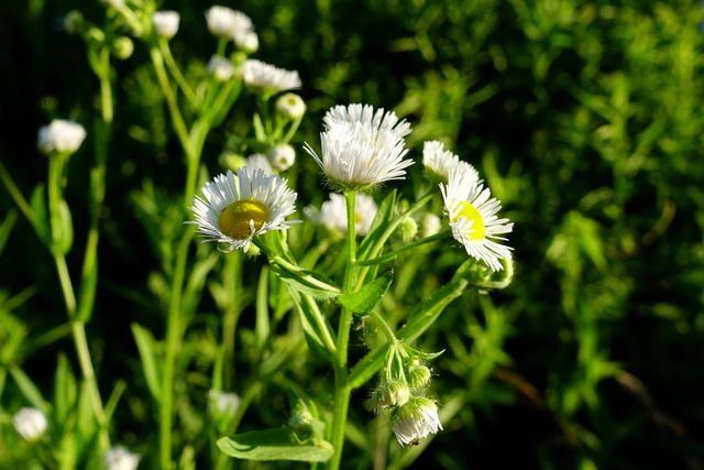 Erigeron annuus