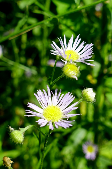 Erigeron annuus