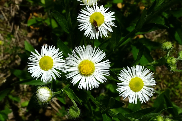 Erigeron annuus