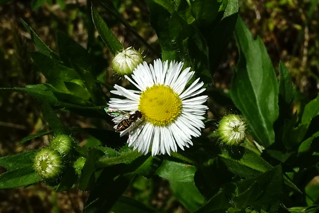 Erigeron annuus