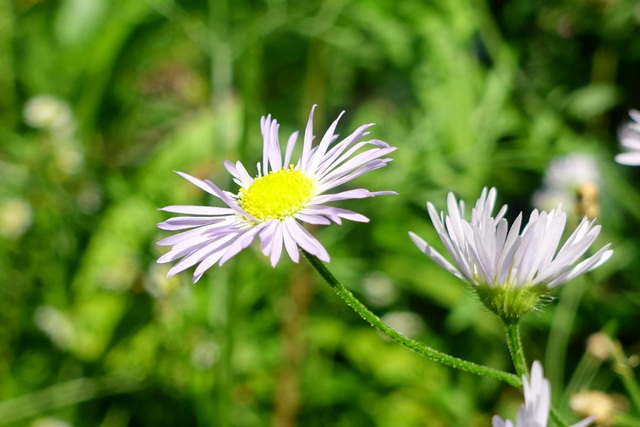 Erigeron annuus