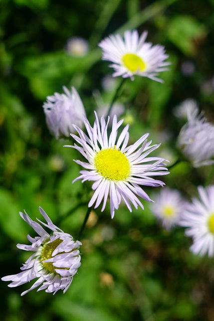 Erigeron annuus