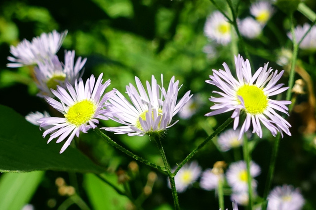 Erigeron annuus