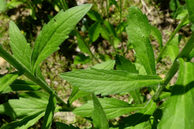 Erigeron annuus - leaves