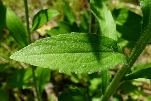 Erigeron annuus - leaves