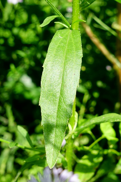 Erigeron annuus - leaves