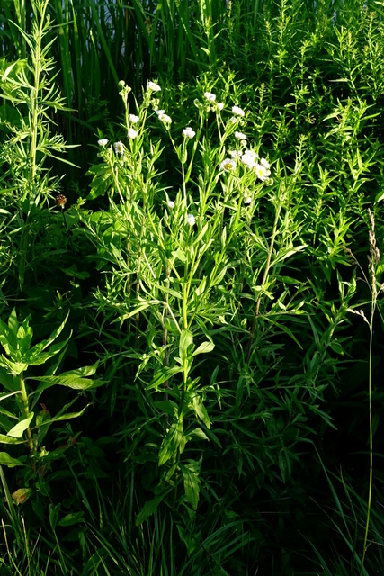 Erigeron annuus - plant