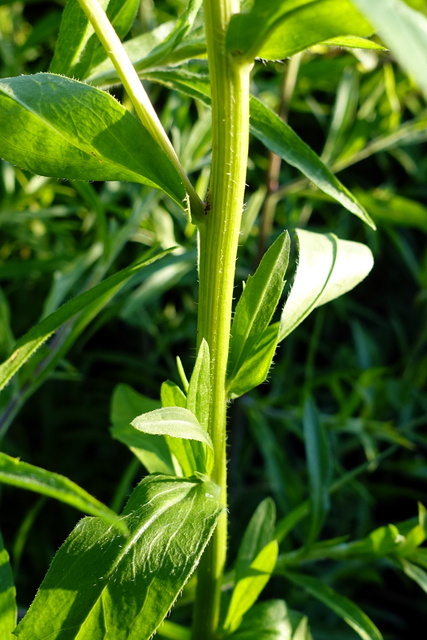 Erigeron annuus - stem