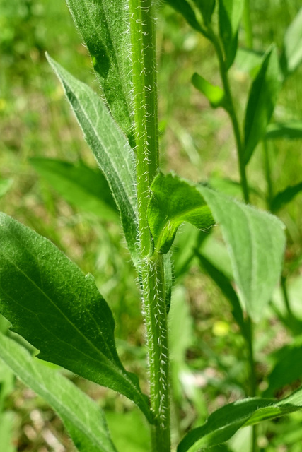 Erigeron annuus - stem