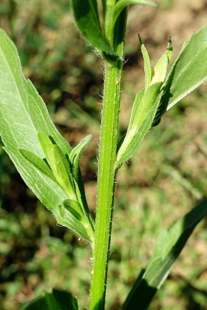 Erigeron annuus - stem