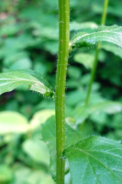 Erigeron annuus - stem