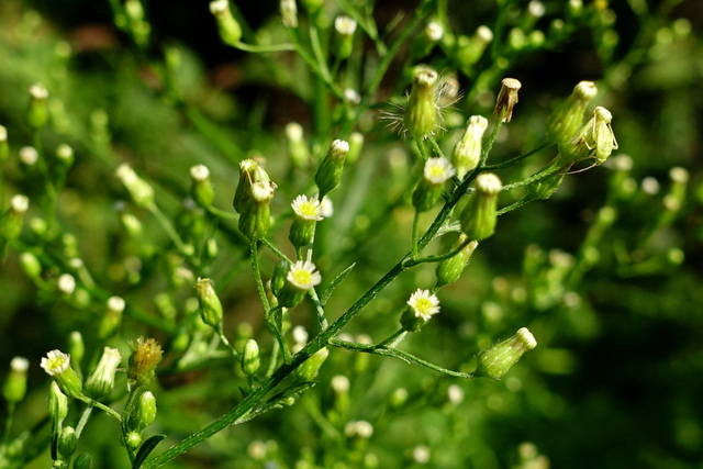 Erigeron canadensis